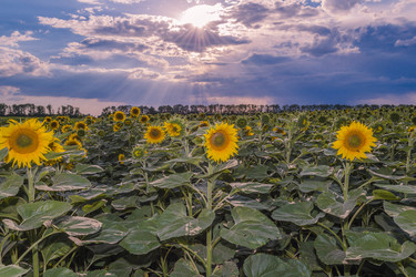 Similar image 6297719