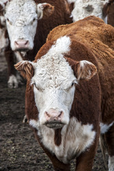 Similar image 6297736