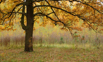 Similar image 6298614