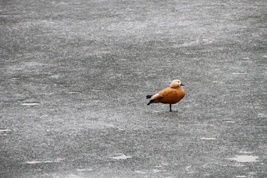 Similar image 6299650