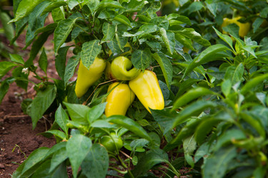 Similar image 6299748