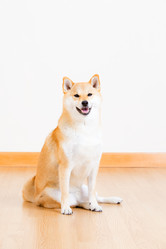 Similar image 6300120