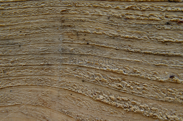 Фотография на тему Текстура. Спил дерева | PressFoto