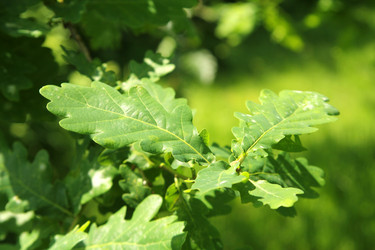 Similar image 6305445