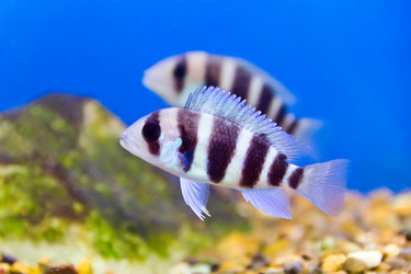 Similar image 6306087