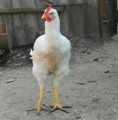 Similar image 6306613