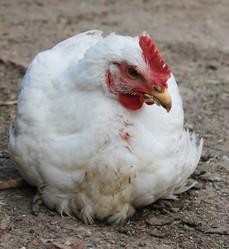 Similar image 6306626