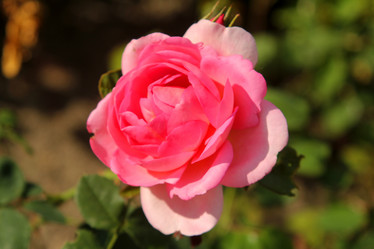 Similar image 6315767