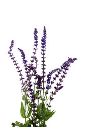 Similar image 6316271