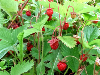 Similar image 6326296