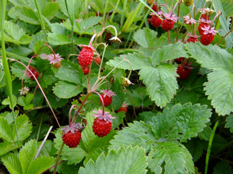 Similar image 6326319