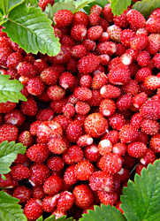 Similar image 6326321