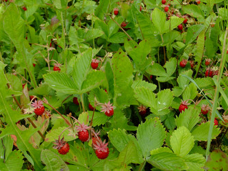 Similar image 6326348