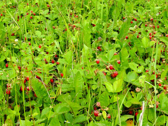 Similar image 6326349