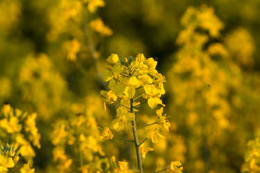 Similar image 6333602