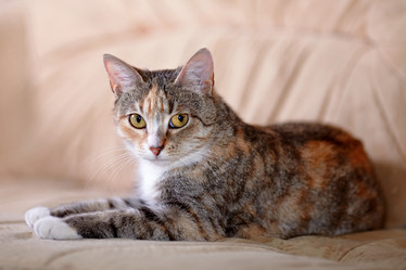 Similar image 6338973