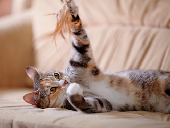 Similar image 6338975