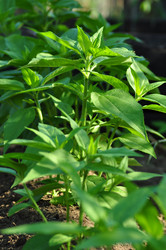 Similar image 6339119