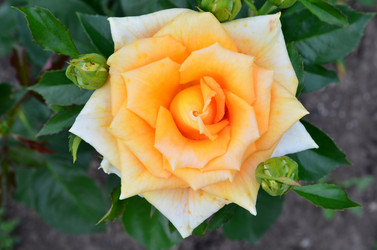 Similar image 6343897