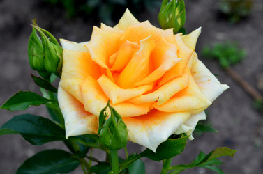 Similar image 6343899