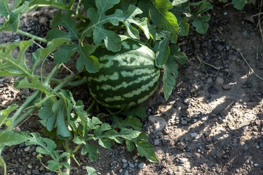 Similar image 6353314