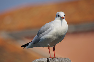 Similar image 6353777