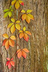 Similar image 6354781