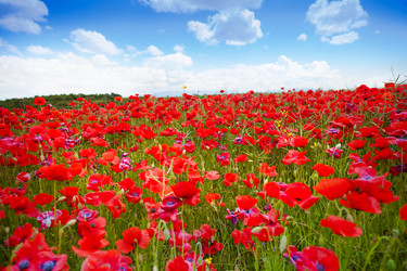 Similar image 6408521