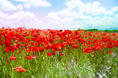 Similar image 6408548