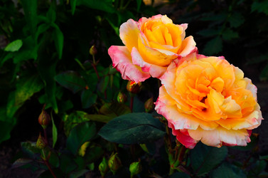 Similar image 6441289