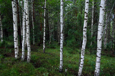 Similar image 6441300