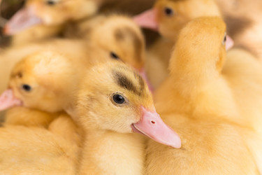 Similar image 6443160