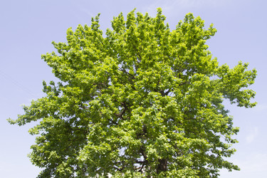 Similar image 6443270