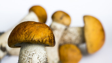 Similar image 6443726