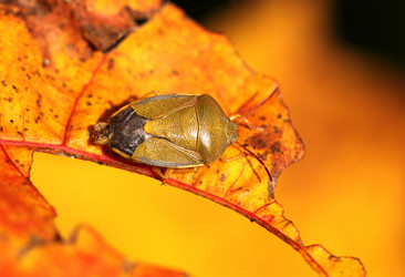 Similar image 6444639