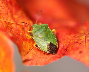 Similar image 6444653