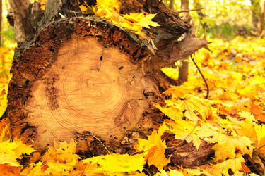 Similar image 6445888