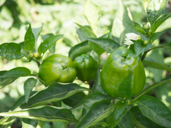 Similar image 6447234