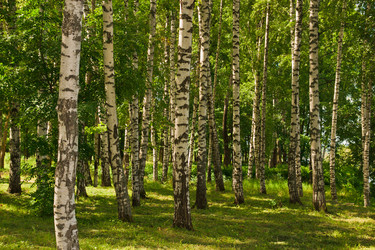 Similar image 6448816