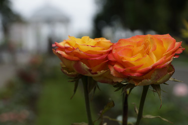 Similar image 6448850