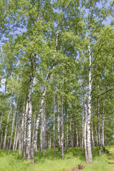 Similar image 6449006