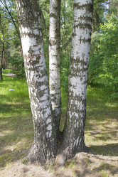 Similar image 6449007