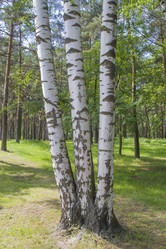 Similar image 6449008