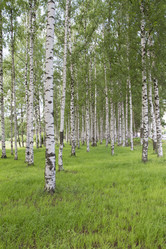 Similar image 6449036