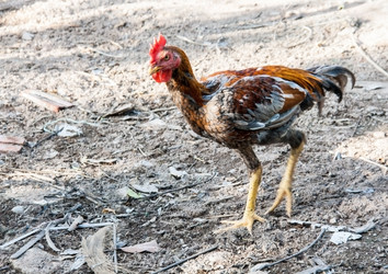 Similar image 6449933