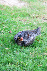 Similar image 6450037