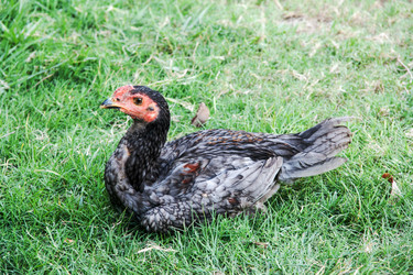 Similar image 6450046