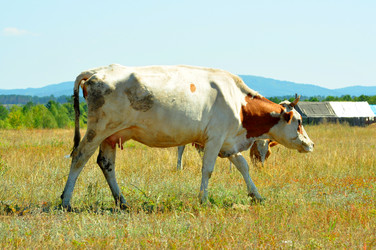 Similar image 6450262