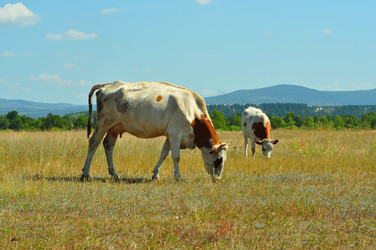 Similar image 6450282