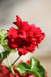 Similar image 6459202